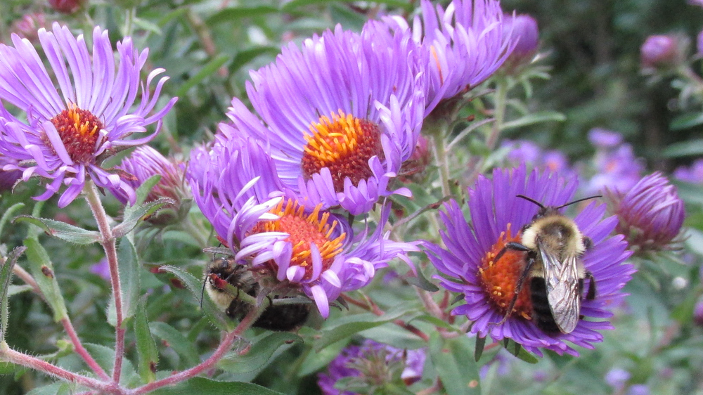Photo of bees on purple asters