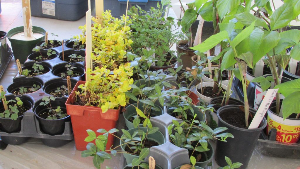Photo of plants in pots for plant sale