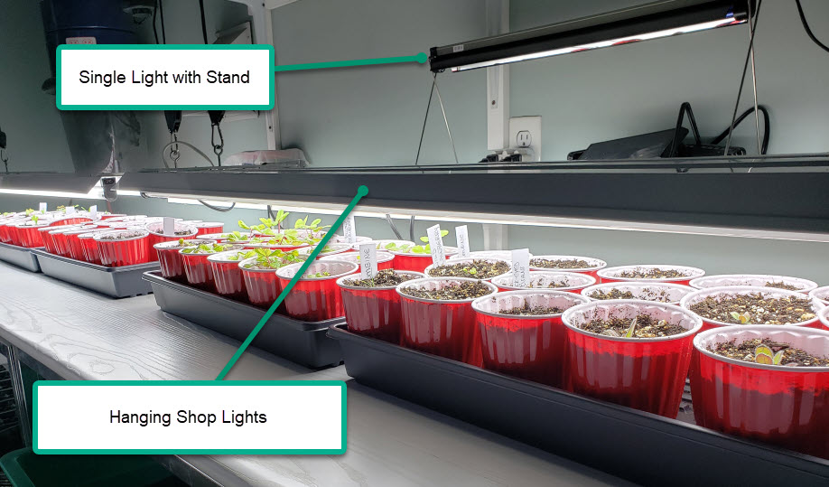Photo of two types of grow lights: a single light for a single tray and hanging shop lights for multiple trays