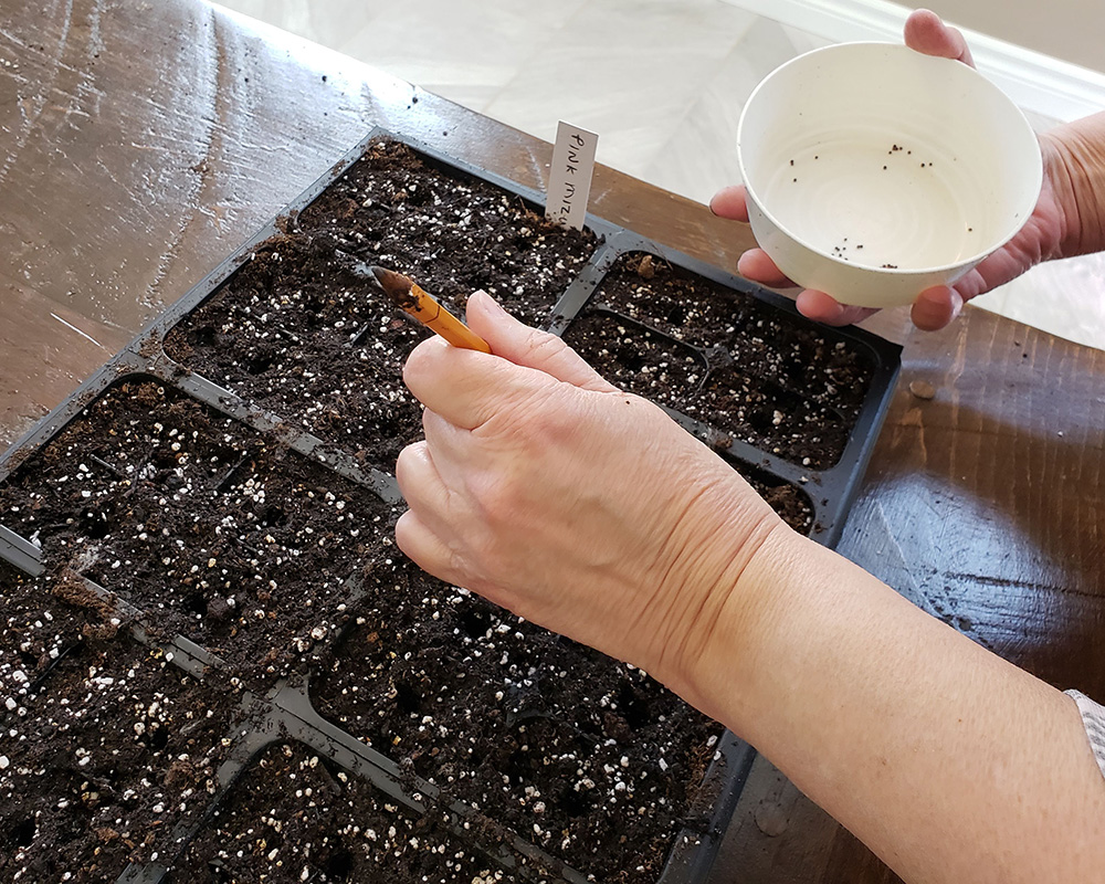 Photo of seed planting using a pencil to poke holes and a small bowl to hold the seeds