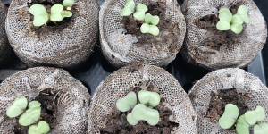 Photo of brassica seedlings in Jiffy pellets showing seed leaves